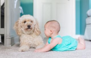 carpet cleaning companies in liverpool, XL Carpet Cleaners